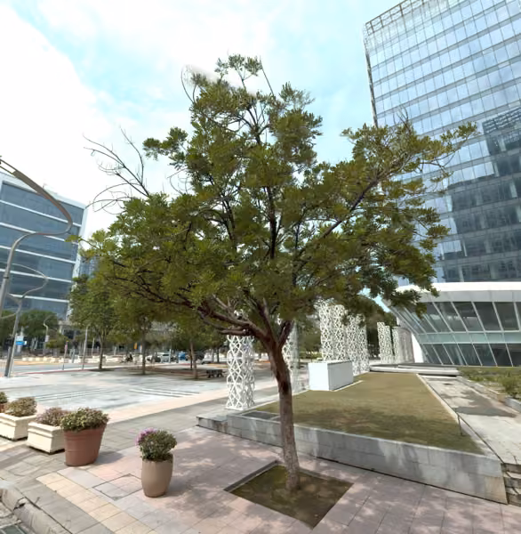 tree photo