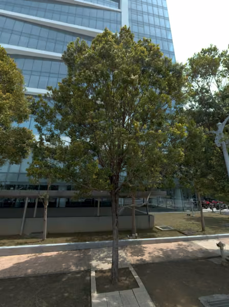 tree photo