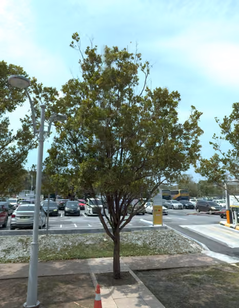 tree photo