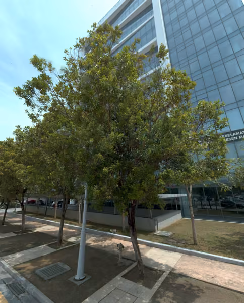 tree photo