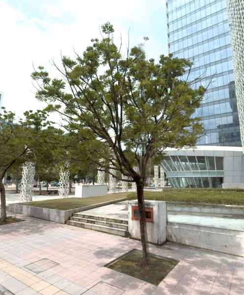 tree photo