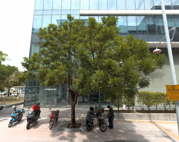 tree photo