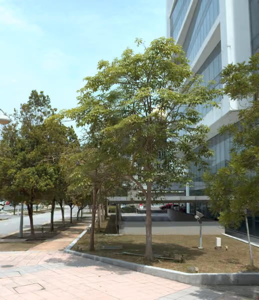 tree photo