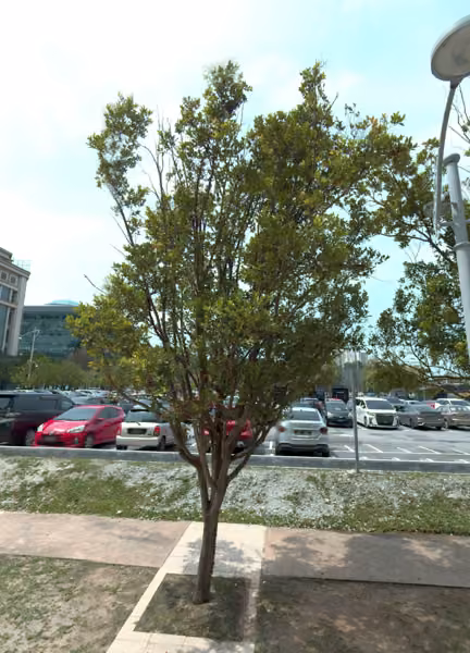tree photo
