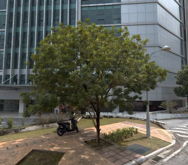 tree photo