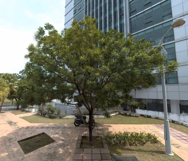 tree photo