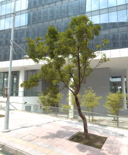 tree photo