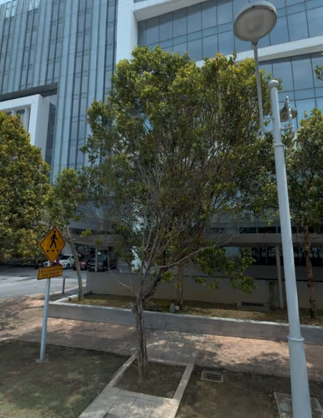 tree photo