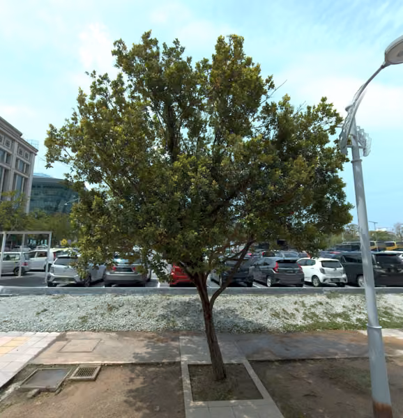 tree photo