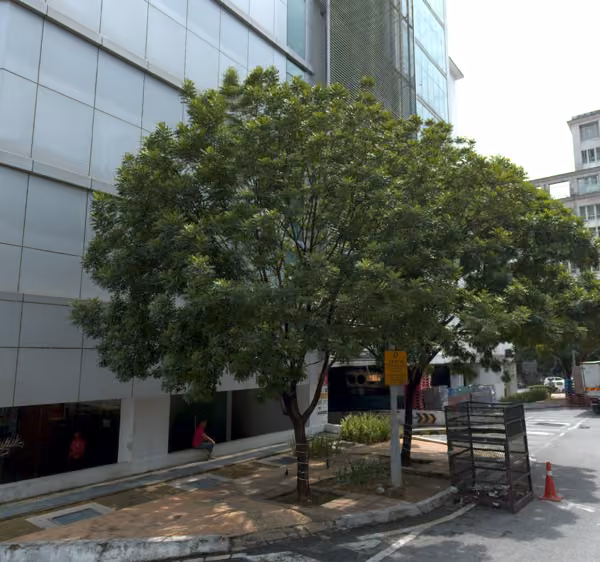 tree photo