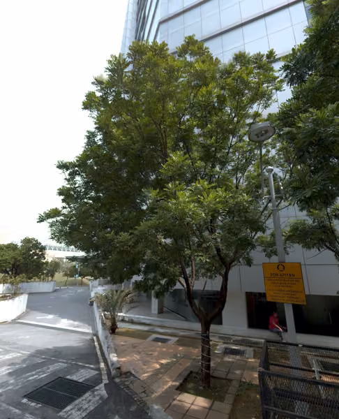 tree photo