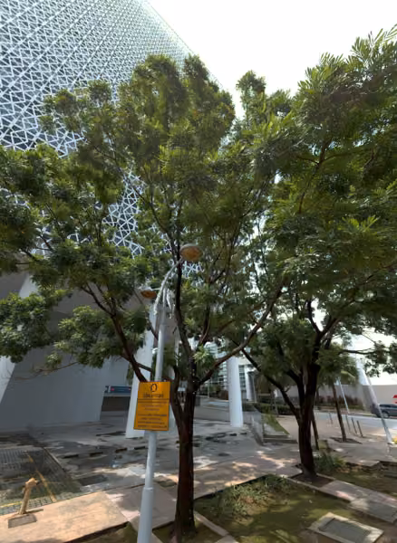 tree photo