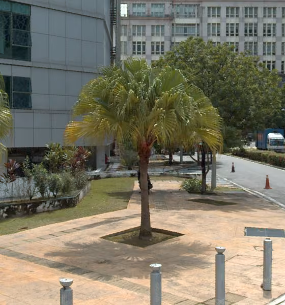tree photo