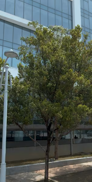 tree photo