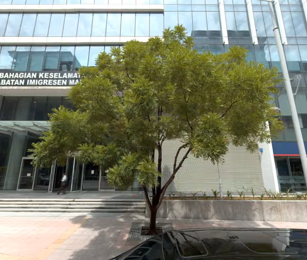 tree photo