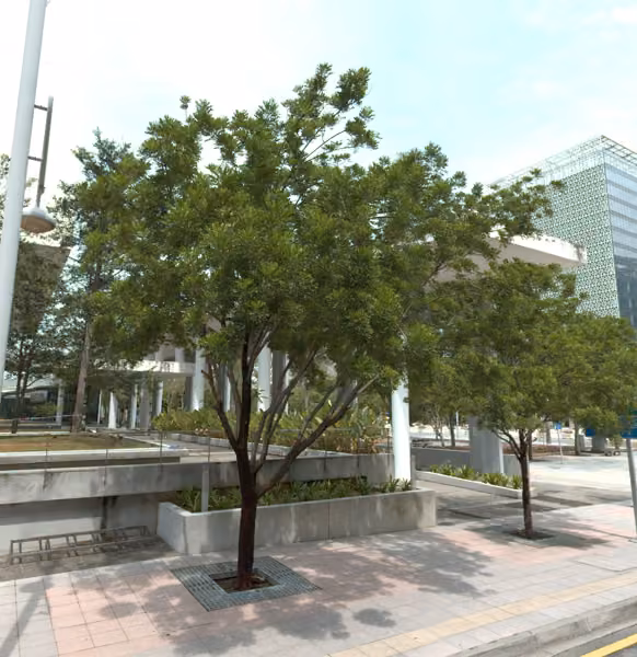 tree photo