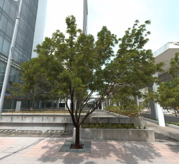 tree photo