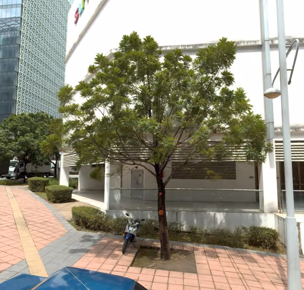 tree photo