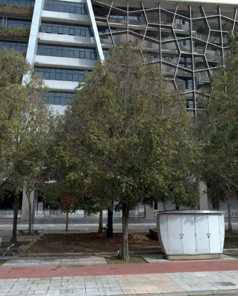 tree photo