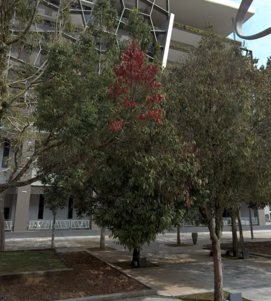 tree photo