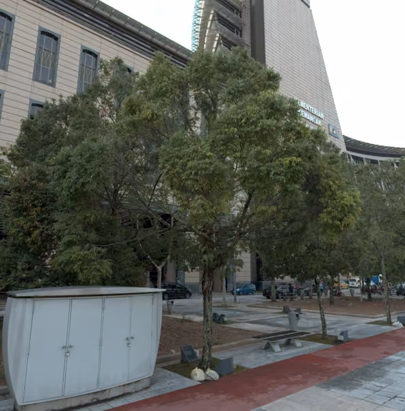 tree photo