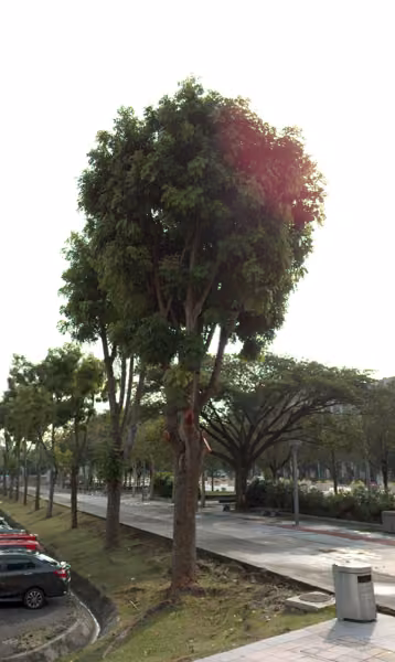tree photo