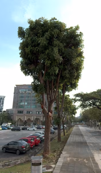 tree photo