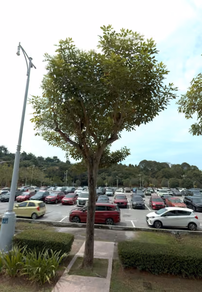 tree photo