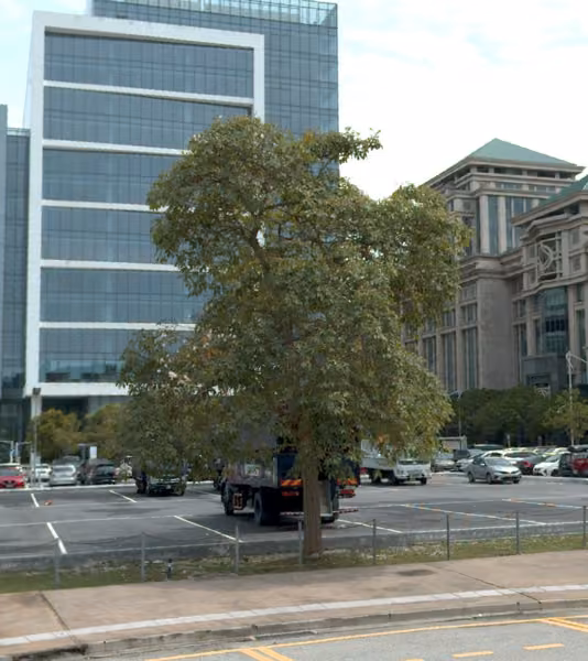 tree photo