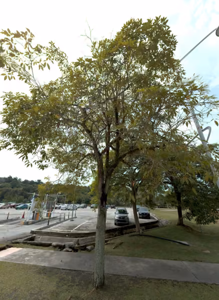 tree photo