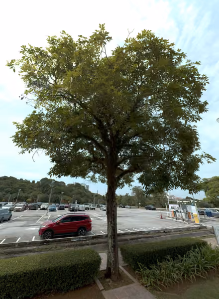 tree photo