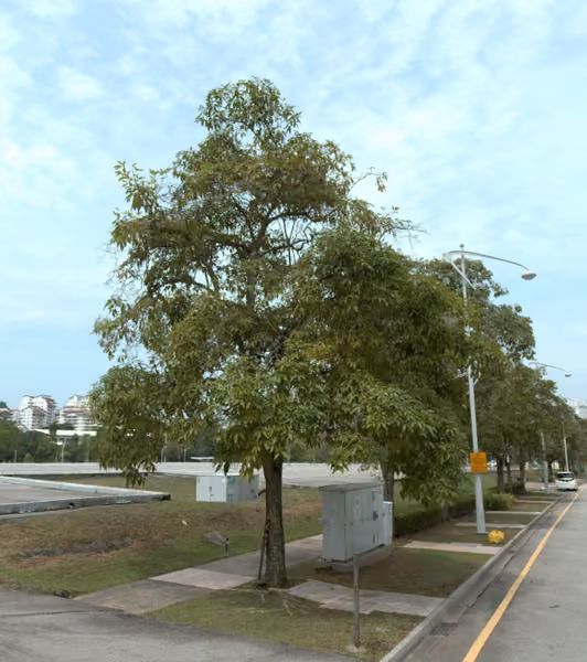 tree photo