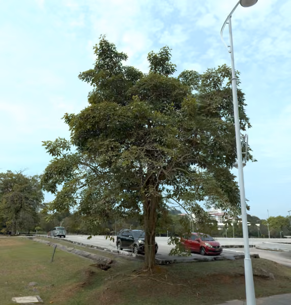 tree photo
