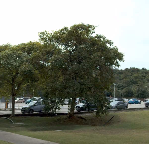 tree photo