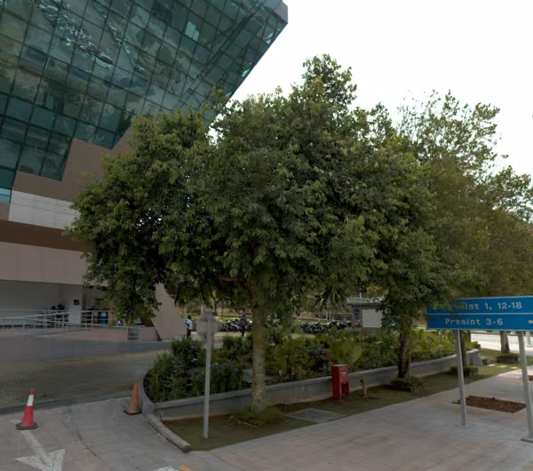 tree photo