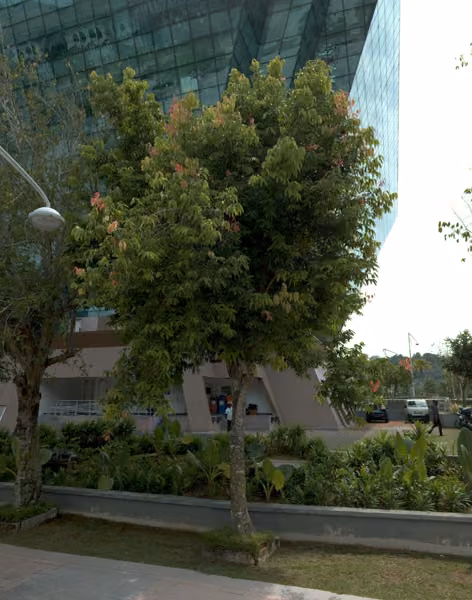 tree photo
