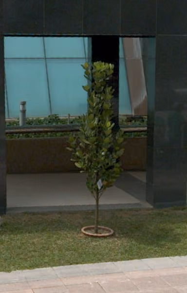 tree photo