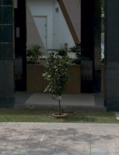 tree photo