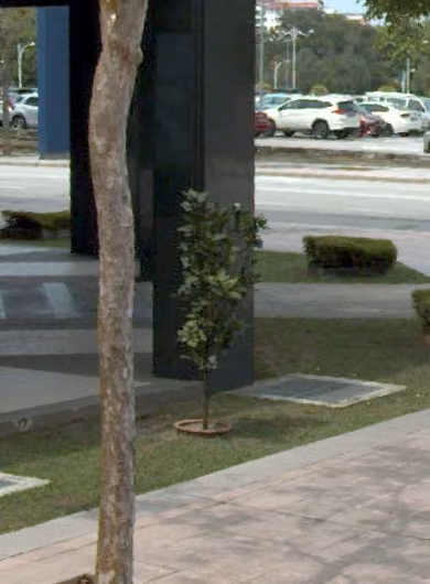 tree photo