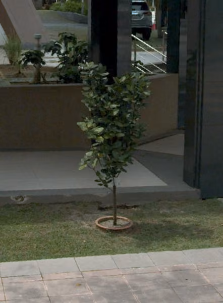 tree photo