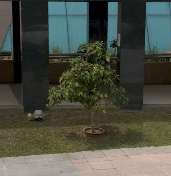 tree photo