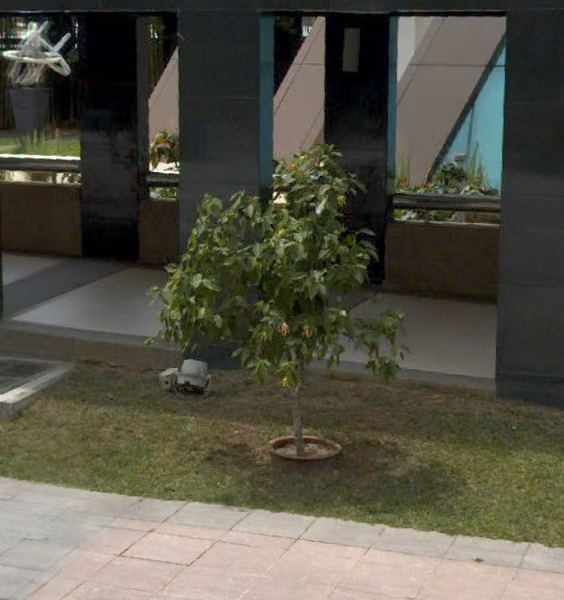 tree photo