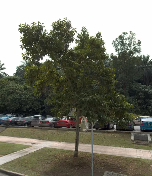 tree photo