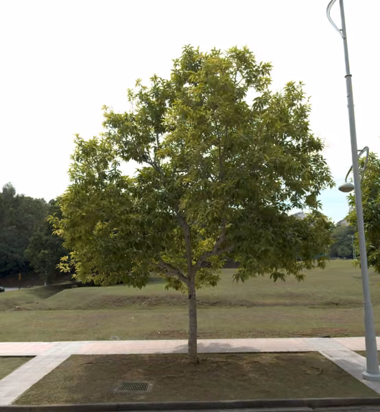 tree photo
