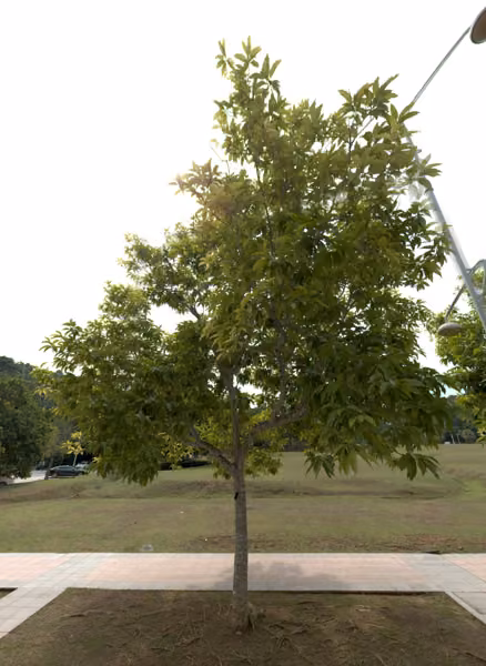 tree photo