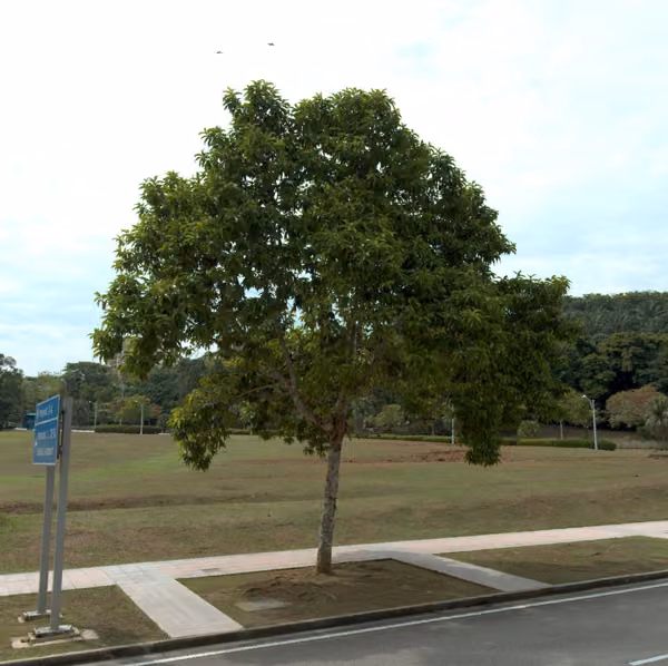 tree photo