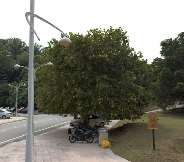 tree photo
