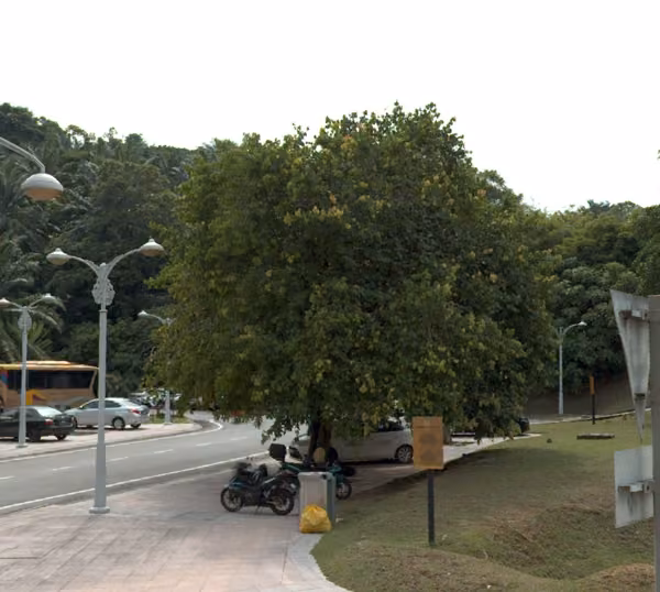 tree photo