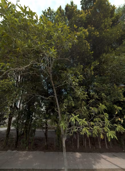 tree photo