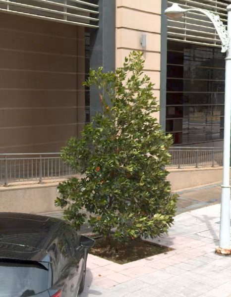 tree photo
